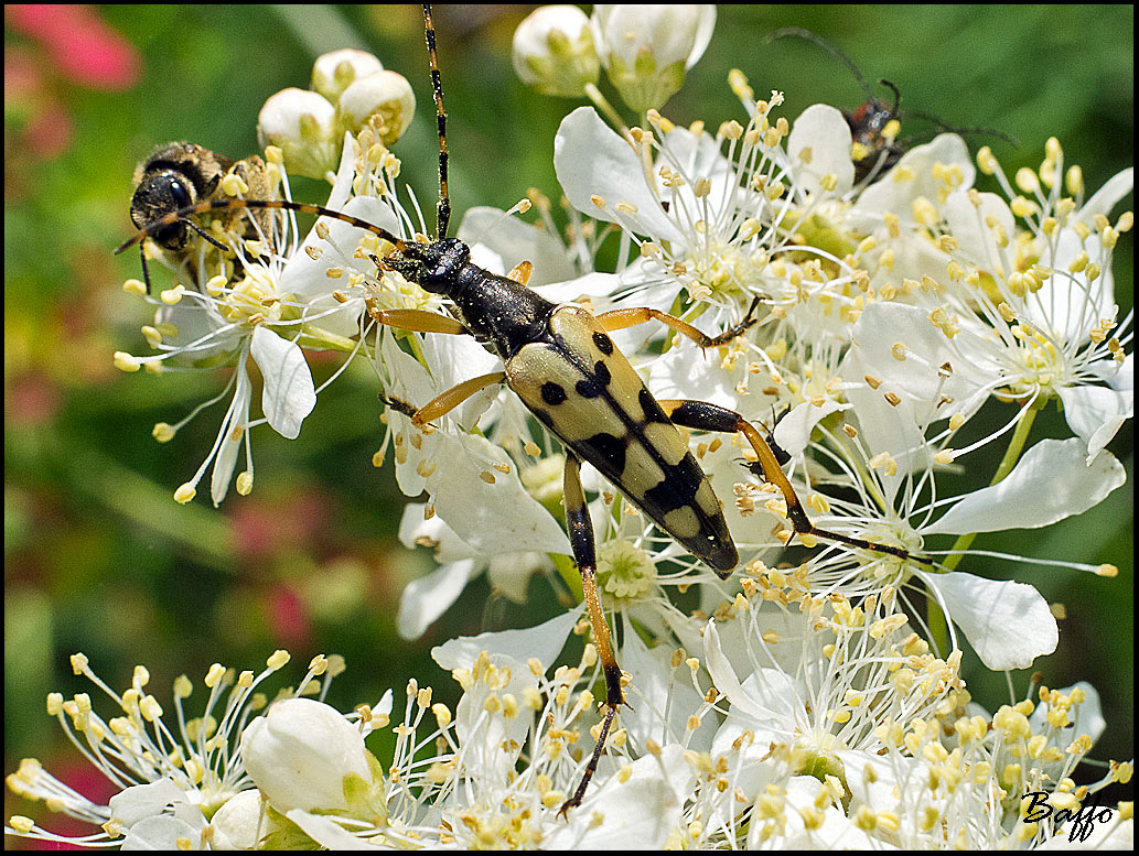 Rutpela maculata maculata